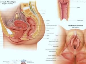 アナルセックスするには最高の避妊です